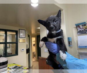 Siberian Husky-Unknown Mix Dogs for adoption in Pasadena, CA, USA