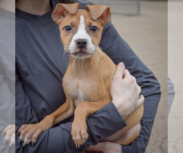 Medium Photo #2 Boxer-Bull Terrier Mix Puppy For Sale in Huntley, IL, USA