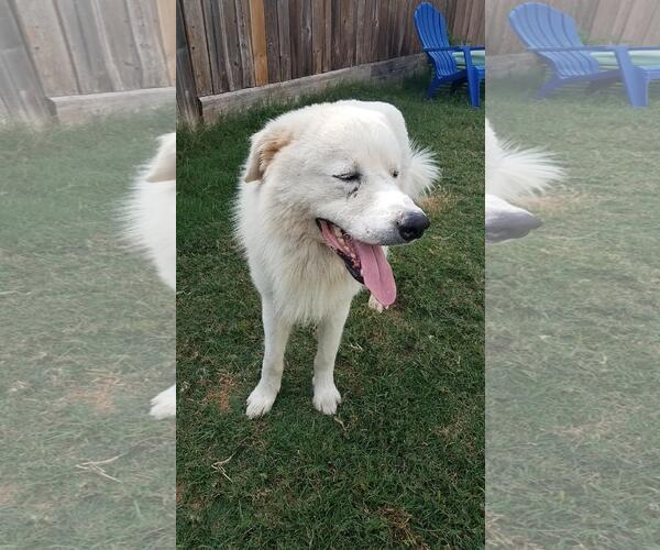 Medium Photo #11 Great Pyrenees-Unknown Mix Puppy For Sale in Houston, TX, USA