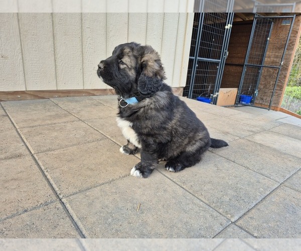 Medium Photo #1 Caucasian Shepherd Dog Puppy For Sale in NORTH PLAINS, OR, USA