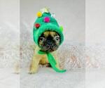 Small #22 Shih Tzu