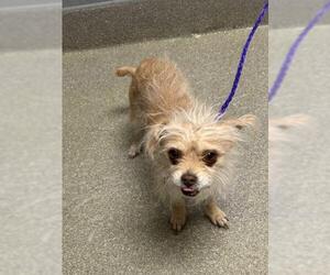 Mutt Dogs for adoption in Las Vegas, NV, USA