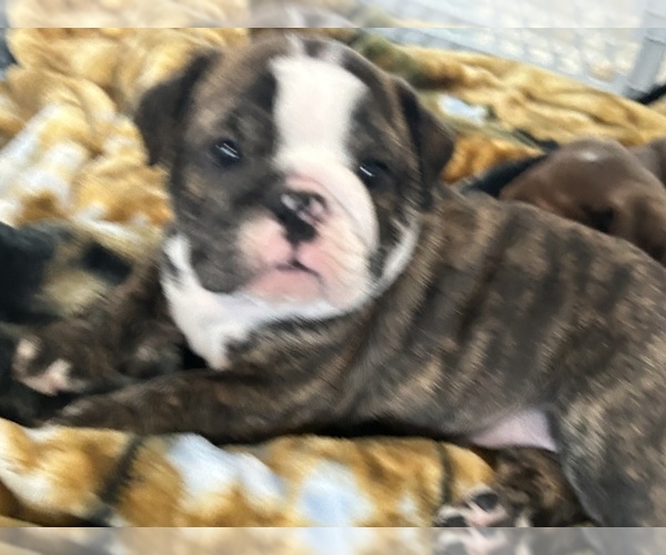 Medium Photo #1 Bulldog Puppy For Sale in MIDDLETOWN, DE, USA