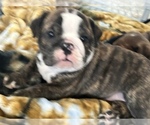 Small Photo #1 Bulldog Puppy For Sale in MIDDLETOWN, DE, USA