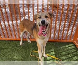 Siberian Husky-Unknown Mix Dogs for adoption in Las Vegas, NV, USA