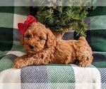 Small Photo #2 Cock-A-Poo-Poodle (Miniature) Mix Puppy For Sale in NOTTINGHAM, PA, USA