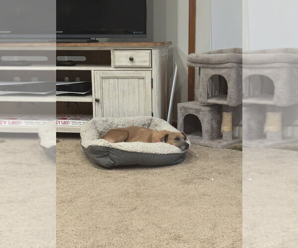 Medium Photo #3 Doxle Puppy For Sale in Aurora, IN, USA
