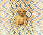 Small Photo #3 Golden Retriever Puppy For Sale in HAVILAND, OH, USA