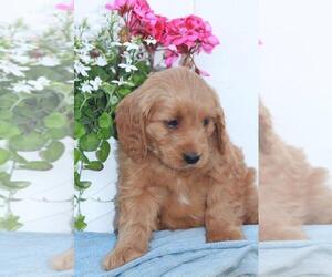 Goldendoodle (Miniature) Puppy for sale in SHILOH, OH, USA