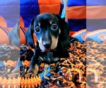 Small Photo #26 Dachshund Puppy For Sale in THORNTON, CO, USA