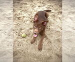 Small #3 Mutt