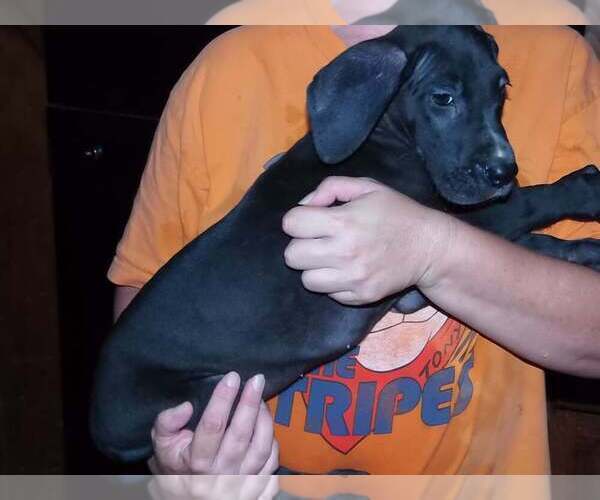Medium Photo #66 Great Dane Puppy For Sale in SPRAGGS, PA, USA