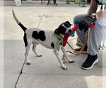 Small #12 Jack Russell Terrier Mix