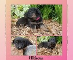 Small #1 German Shepherd Dog