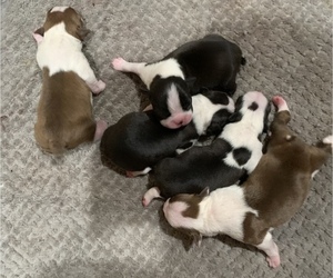 Boston Terrier Puppy for sale in BELVEDERE, SC, USA