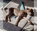 Small Photo #9 Great Dane-Unknown Mix Puppy For Sale in Huntersville, NC, USA