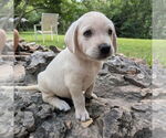 Small #1 Golden Retriever Mix