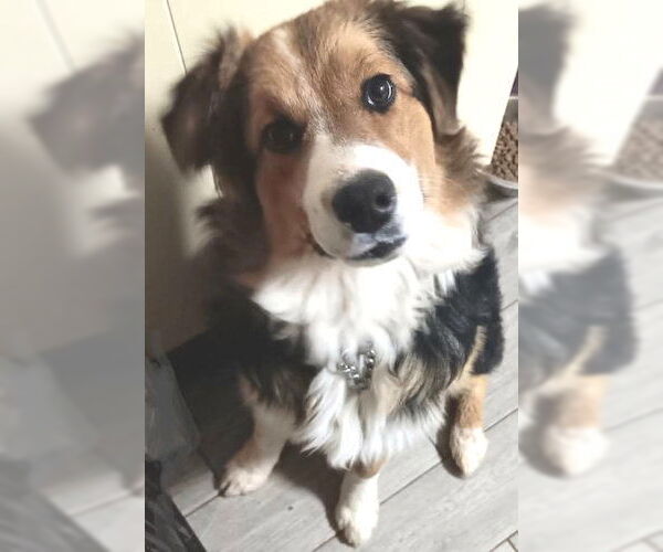 Medium Photo #2 Border-Aussie Puppy For Sale in Rutherfordton, NC, USA