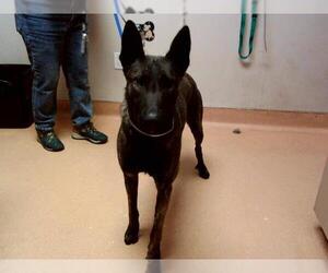 - Mix Dogs for adoption in Martinez, CA, USA