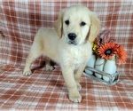 Small Photo #63 Golden Retriever Puppy For Sale in FALCON, CO, USA