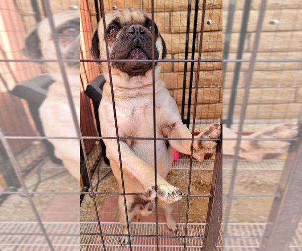 Medium Photo #1 Chug Puppy For Sale in DESERT HOT SPRINGS, CA, USA