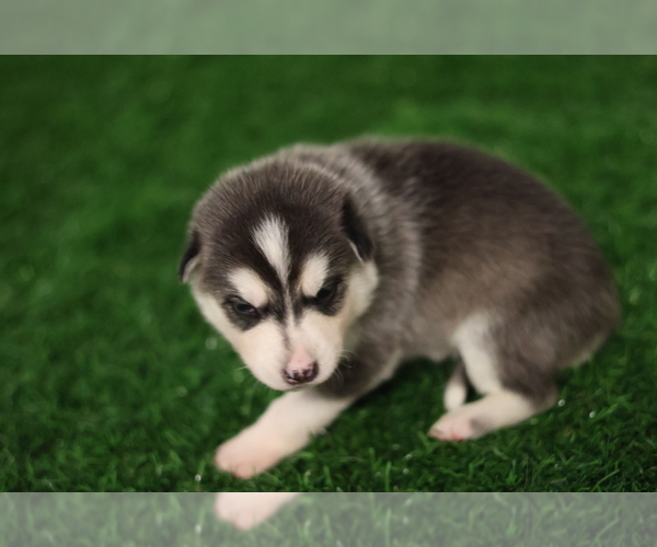 Medium Photo #4 Siberian Husky-Swiss Shepherd Mix Puppy For Sale in HAMPTON, VA, USA