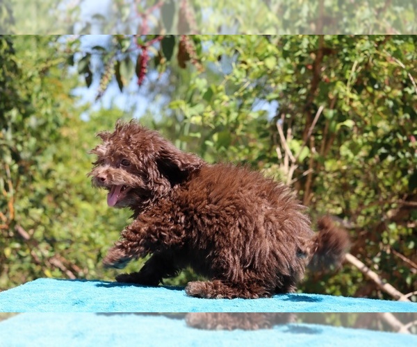 Medium Photo #21 ShihPoo Puppy For Sale in DYERSBURG, TN, USA