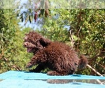 Small #20 ShihPoo
