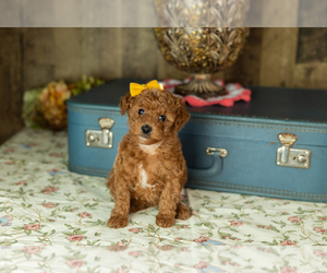 Medium Miniature Labradoodle