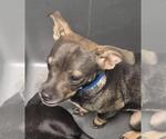 Small Chihuahua Mix
