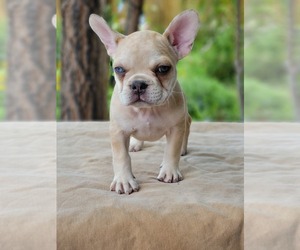 French Bulldog Puppy for sale in DELTA, CO, USA