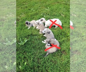 Great Pyrenees-Unknown Mix Puppy for sale in KANSAS CITY, KS, USA