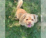 Small Shih Tzu Mix
