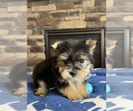 Small #2 Morkie