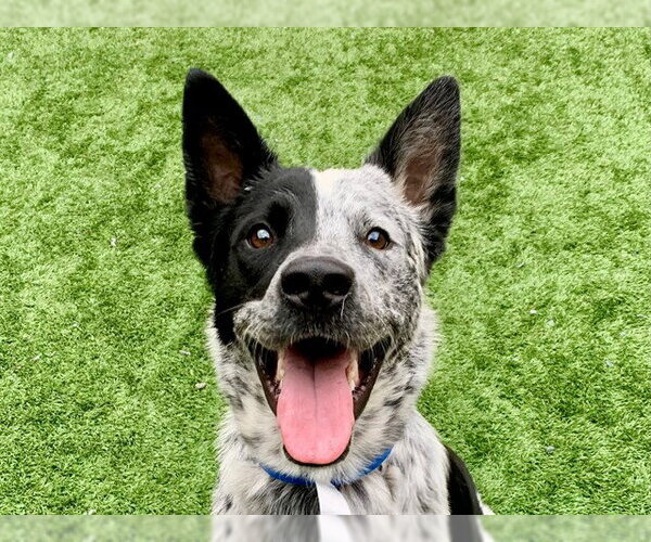Medium Photo #1 Mutt Puppy For Sale in Moreno Valley, CA, USA