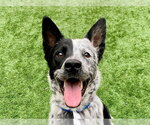 JUSTO - Male Mutt Dog for Adoption - Small photo