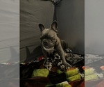 Small #18 French Bulldog