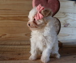 Small Photo #7 Maltipoo Puppy For Sale in HONEY BROOK, PA, USA