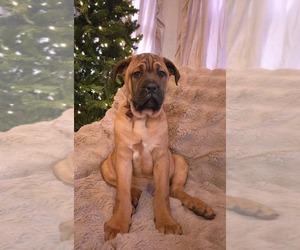 Cane Corso Puppy for sale in MINERAL WELLS, WV, USA