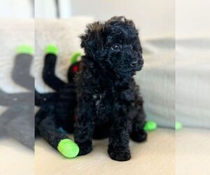 Poodle (Toy) Puppy for sale in PRAIRIEVILLE, LA, USA