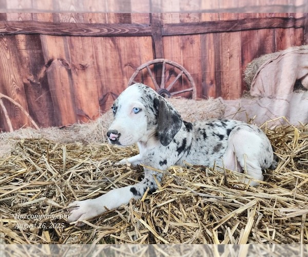 Medium Photo #4 Catahoula Leopard Dog Puppy For Sale in CUMBY, TX, USA