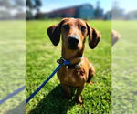 Small #2 Dachshund Mix