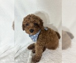 Small #2 Goldendoodle (Miniature)
