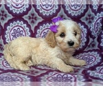 Small Photo #5 Cavachon Puppy For Sale in LANCASTER, PA, USA