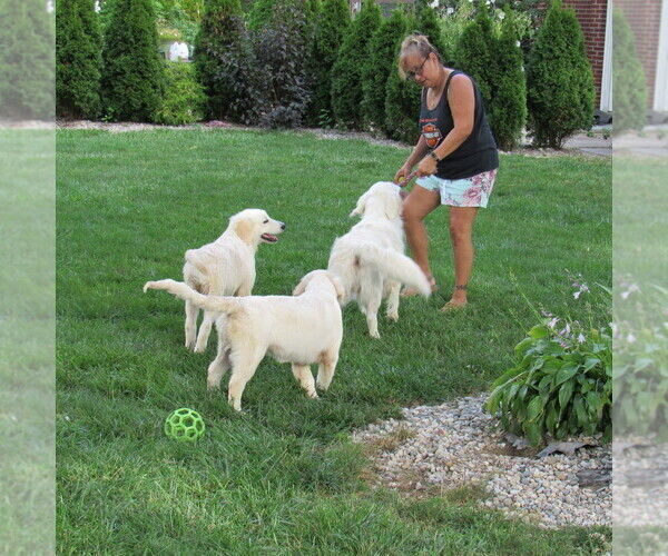 Medium Photo #63 English Cream Golden Retriever Puppy For Sale in NORTHWOOD, OH, USA