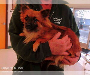 Pomeranian-Unknown Mix Dogs for adoption in Oroville, CA, USA