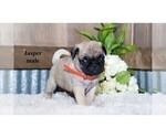 Small #4 Pug