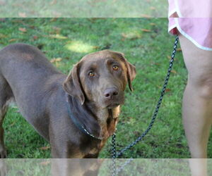 Labrador Retriever Dogs for adoption in Clovis, CA, USA