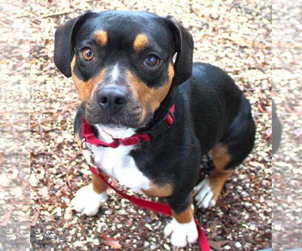 Medium Photo #7 Beabull Puppy For Sale in Dunnellon, FL, USA