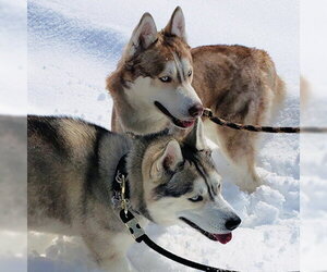 River & Shadow - Male Siberian Husky Dog for Adoption - Photo #2